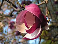 Magnolia cv Inconnu (fam Magnoliacees) (Photo F. Mrugala) (1)
